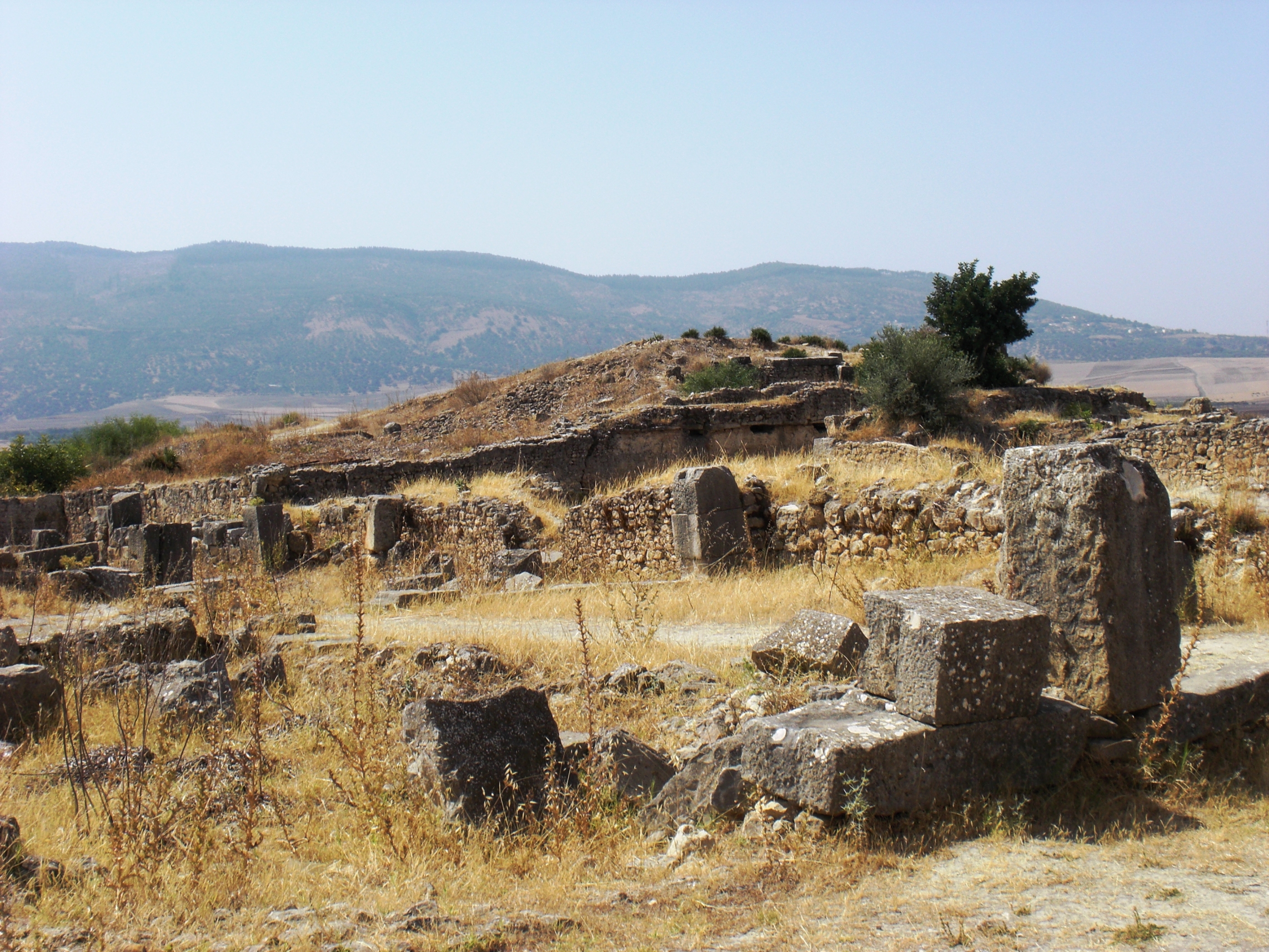 Colonnes et vestiges de maisons romaines à Volubilis