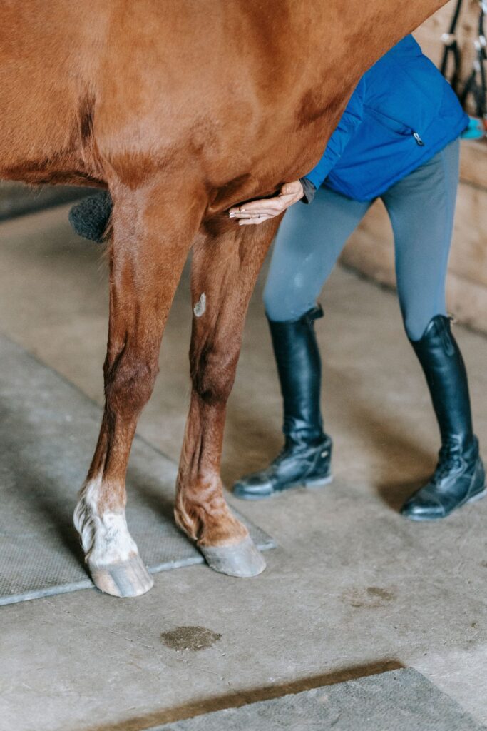 Vétérinaire examinant un cheval (illustration)