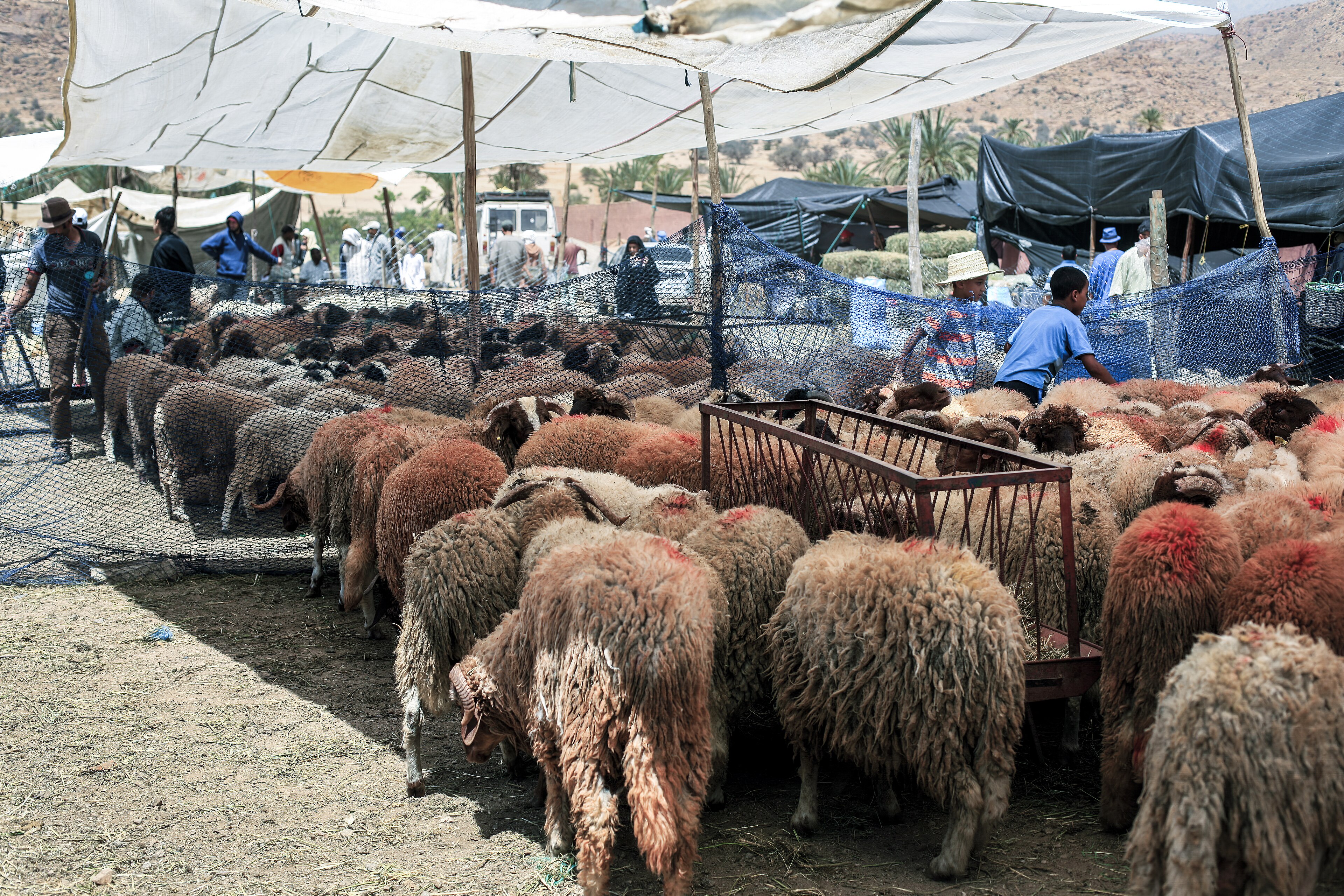 Moutons regroupés sous des bâches au marché aux moutons de Tafraout, avec des éleveurs