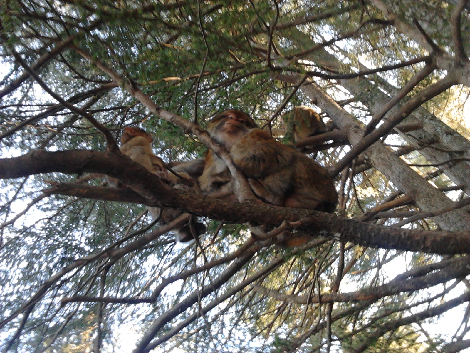 Macaques de Barbarie dans la forêt de cèdres près d'Azrou