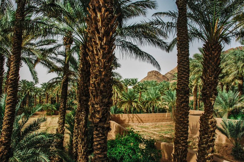 Palmeraie du Drâa à Zagora